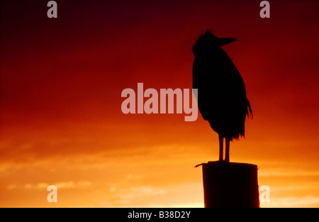 Juvenile Graureiher (Ardea Cinerea) auf Zaunpfosten Silhouette gegen die untergehende Sonne, UK. Stockfoto