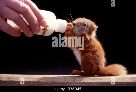 Baby Eichhörnchen (Sciurus Vulgaris) Hand aufgezogen Fütterung aus Flasche, UK. Stockfoto