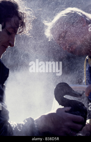 Zwei Freiwillige spülen (Beweis) eine gereinigte (geölt) Stockente (Anus Platyrhynchos) Stockfoto