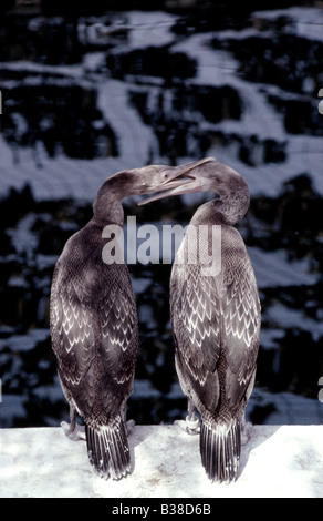 Socotra Kormorane (Jugendliche) Phalacrocorax Nigrogularis (Captive) während der Golf-Öko-Katastrophe, 1991 Stockfoto