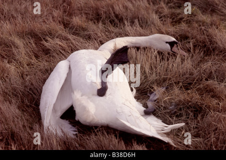 Höckerschwan (Cygnus Olor) geerdet durch Hochspannung elektrische Leitungen, UK Stockfoto