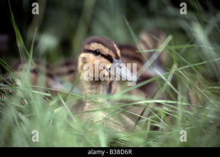 Stockente Entlein (Anus Platyrhynchos) Blick hinter Grass, UK Stockfoto