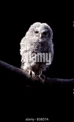 Tawny Owlet (Strix Aluco) auf einem Ast, UK Stockfoto