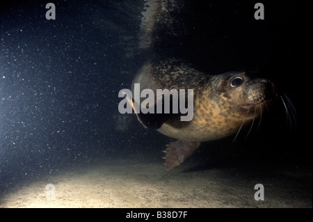 Gemeinsame (Hafen) seal Pup Phoca Vitulina (Captive/Hand aufgezogen) unter Wasser, UK Stockfoto