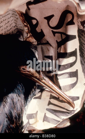 Geölte Socotra Kormorane (Phalacrocorax Nigrogularis) und Möwe tot auf eine arabische Zeitung in einem Rehabilitationszentrum, Golf-Krieg Stockfoto