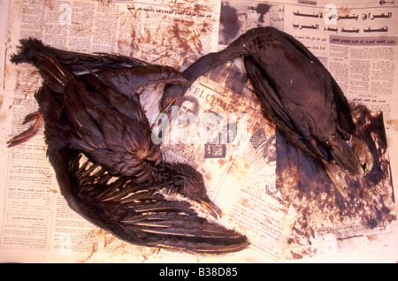 Geölte Socotra Kormorane (Phalacrocorax Nigrogularis) und Möwe tot auf eine arabische Zeitung in einem Rehabilitationszentrum, Golf-Krieg Stockfoto