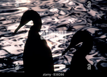 Zwei Socotra Kormorane (Phalacrocorax Nigrogularis) in der Silhouette einen Swimmingpool in einem Rehabilitationszentrum, Golf-Krieg 1991 Stockfoto