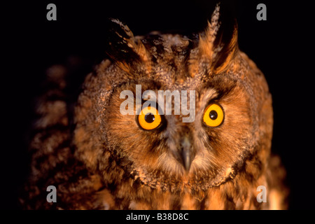 Short-eared Eule (Asio Flammeus) Kopf Detail, UK Stockfoto