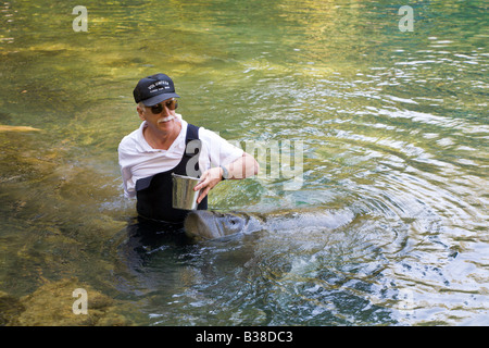 Mann Handanlage Seekühe Homosassa Springs State Wildlife Park, Florida, USA Stockfoto