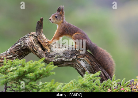 Eichhörnchen (Sciurus Vulgaris) stehend auf Log in Wald Stockfoto