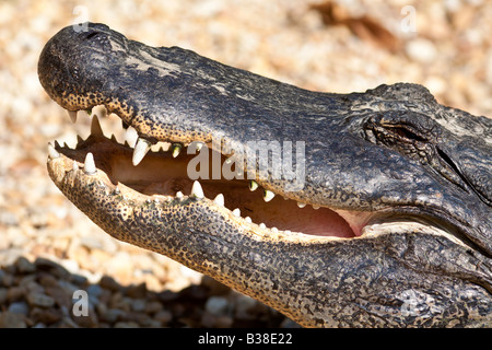 Alligatoren im Homosassa Springs State Wildlife Park in Florida Stockfoto