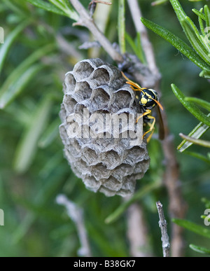 Europäische Papier Wespe Polistes Dominula (in der Regel falsch geschrieben als Dominulus), beschäftigt Consrtucting ein Nest in einem Rosmarin-Busch, Tuscany Stockfoto