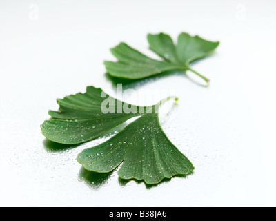 Ginkgo Stockfoto