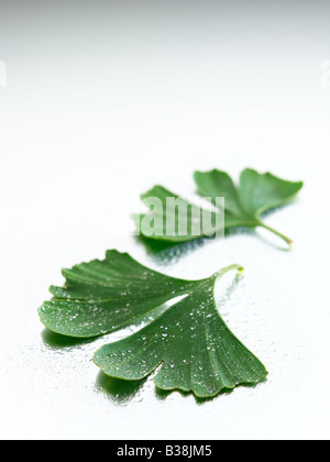 Ginkgo Stockfoto