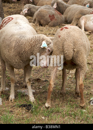 Schafe spielen und Weiden, in Wäldern, Montauroux, Var, Frankreich Stockfoto