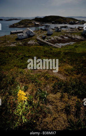 Goldrute (Solidago Virgaurea). Sør-Gjæslingan in Vikna, Norwegen. Stockfoto