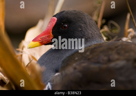 Teichhuhn "Gallinula Chloropus" am Nest durch den Gewässerrand. Stockfoto