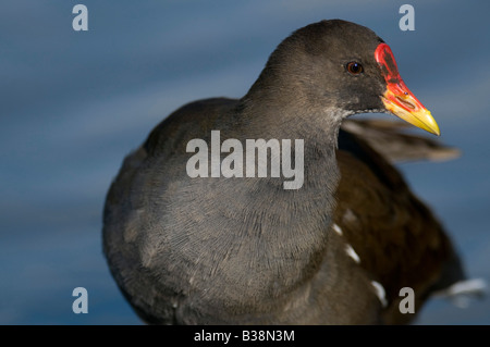 Teichhuhn "Gallinula Chloropus" Ausruhen vom Rand Wassers. Stockfoto