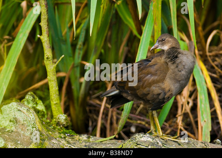 Juvenile Teichhuhn stehen in der Nähe von Nest. Stockfoto