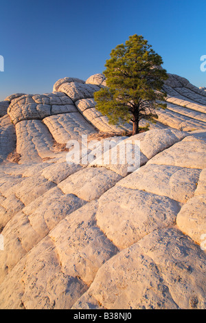 Felsformationen in der White Pocket-Einheit der Vermilion Cliffs National Monument, Arizona Stockfoto