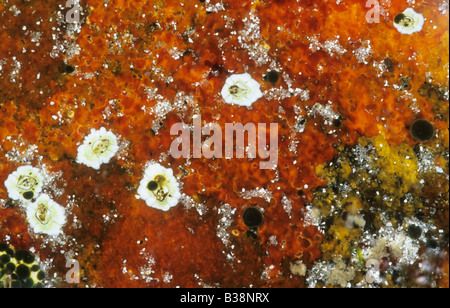 Muscheln in einem Rockpool an der Küste auf der Halbinsel Hareidlandet in Norwegen; der Felsen-Pool wird durch Eisenoxid gefärbt. Stockfoto