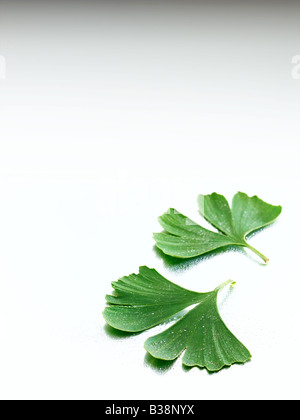 Ginkgo Stockfoto