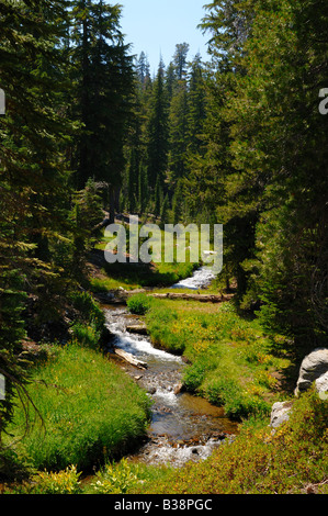 Ein Stream läuft durch Douglasie Wald. Lassen Volcanic Nationalpark, Kalifornien, USA. Stockfoto