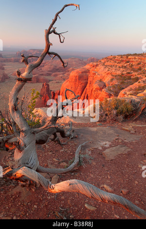 Toter Baum auf Hunts Mesa in Monument Valley in Arizona Stockfoto