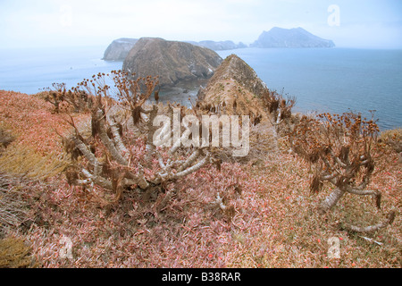 Baum Sonnenblumen- oder Giant Coreopsis Stockfoto