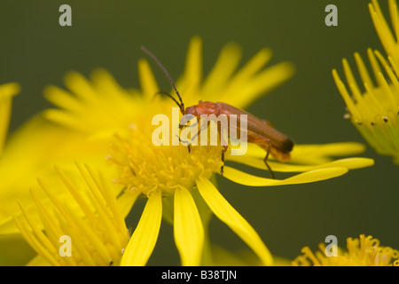 Soldat Käfer Rhagonycha Fulva thront auf einer gemeinsamen Kreuzkraut Senecio Jacobaea Blume Stockfoto