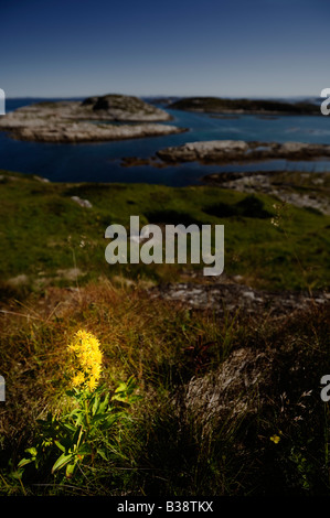 Goldrute (Solidago Virgaurea). Sør-Gjæslingan in Vikna, Norwegen. Stockfoto