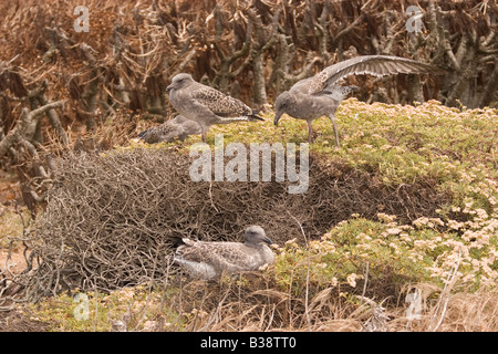 Western-Gull Küken in Coreopsis Wald Stockfoto