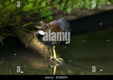 Teichhuhn "Gallinula Chloropus" ruht auf Log vom Rand Wassers. Stockfoto