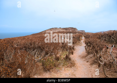 Baum Sonnenblumen- oder Giant Coreopsis Stockfoto