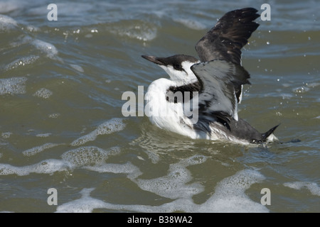 Guillemot Uria aalge Stockfoto