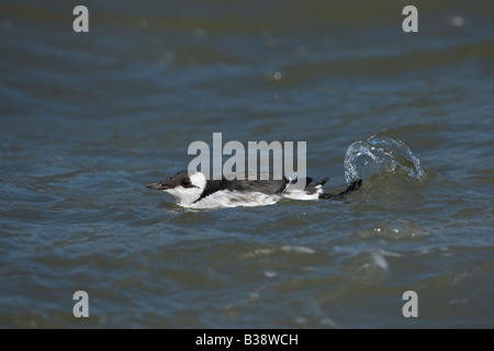 Guillemot Uria aalge Stockfoto