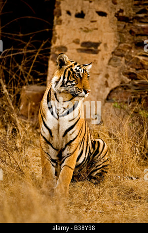 Wilde Tiger sitzen vor einer Wand ein altes Denkmal, als ob den Palast in Ranthambore Nationalpark in Indien Bewachung Stockfoto