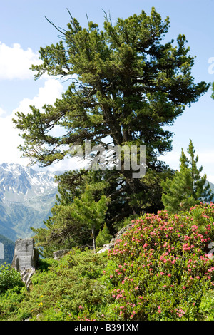 Berglandschaft Im Pitztal Tirol, Landschaft in den Tiroler Bergen Stockfoto