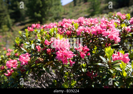 Bluehende Alpenrosen, blühende Alpenrosen Stockfoto