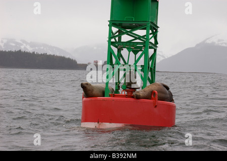 Steller Seelöwen Faulenzen auf einer Boje in Juneau Wasserstraßen in der Nähe von den Kanalinseln. Stockfoto