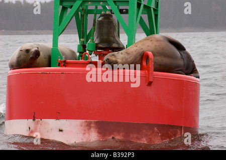 Steller Seelöwen Faulenzen auf einer Boje in Juneau Wasserstraßen in der Nähe von den Kanalinseln. Stockfoto