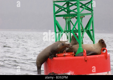 Steller Seelöwen Faulenzen auf einer Boje in Juneau Wasserstraßen in der Nähe von den Kanalinseln. Stockfoto