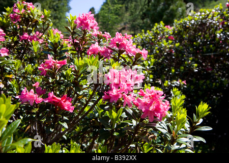 Bluehende Alpenrosen, blühende Alpenrosen Stockfoto