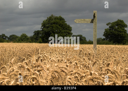 Wanderweg und Finger Beitrag durch eine reife Ernte Feld nahe Wiston mit Dusche Wolken nähert, West Sussex. Stockfoto