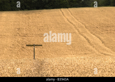 Wanderweg und Finger Post isoliert in einem Feld von Gerste in der Nähe von Wiston, West Sussex. Stockfoto