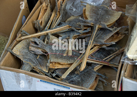 Getrocknete Eidechsen in Hong Kong China traditionelle chinesische Medizin shop Stockfoto