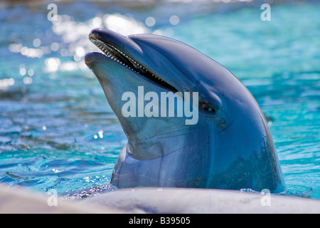 Bottlenose Dolphin Tursiops Truncatus Großer Tümmler gefangen mit kurzen Unterkiefer Brachygnathie unterlegen Stockfoto