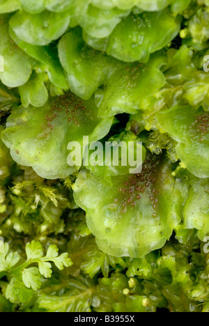 Liverwort Pellia epiphylla, Wales, Großbritannien. Stockfoto