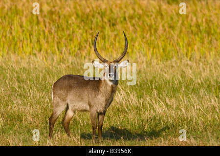 Porträt der Wasserbock stehen auf einer Wiese die Aufnahme wurde im Juni 2008 in St Lucia Wetlands Wildpark Südafrika übernommen. Stockfoto