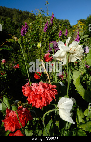 Mixed Opium Poppy flowers Papaver somniferum Stockfoto
